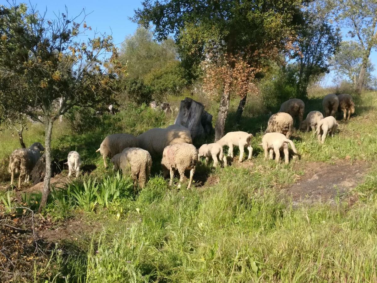 Quinta Da Abrunheira - Gustavo Eiffel Vendégház Ciborro Kültér fotó