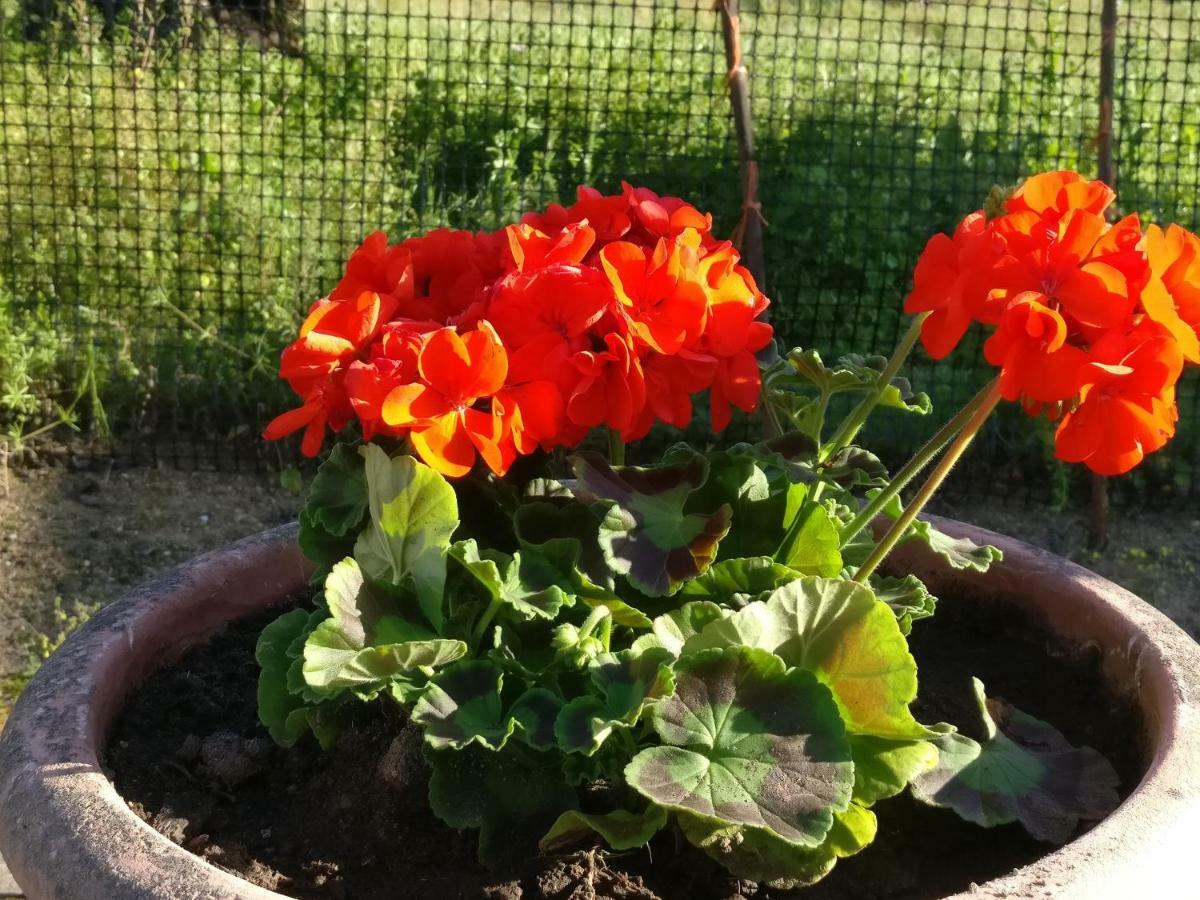 Quinta Da Abrunheira - Gustavo Eiffel Vendégház Ciborro Kültér fotó